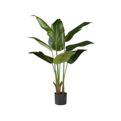 PLANTA AVE DEL PARAÍSO 120CM PLANTA AVE DEL PARAÍSO 120CM