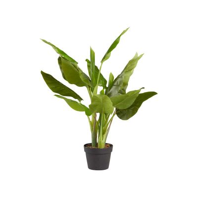 PLANTA CANNA PLANTA CANNA