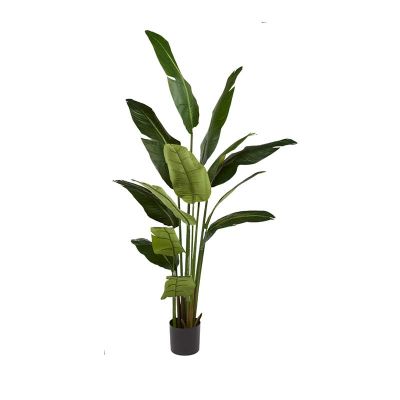 PLANTA AVE DEL PARAÍSO 220CM PLANTA AVE DEL PARAÍSO 220CM