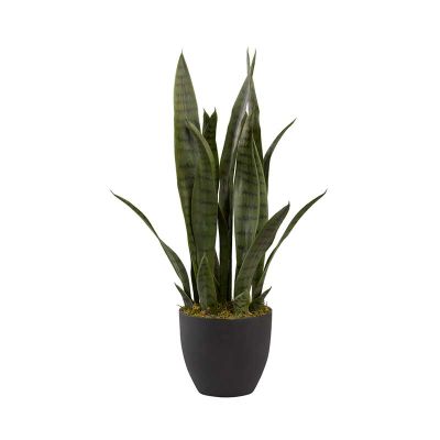 SANSEVIERIA SANSEVIERIA