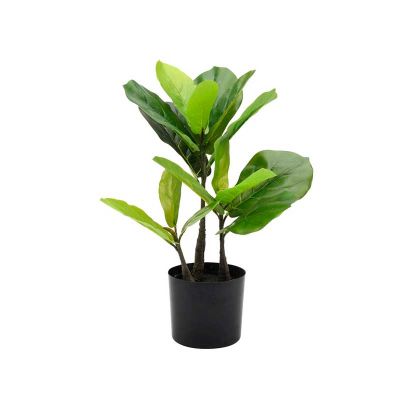 PLANTA HIGO PLANTA HIGO