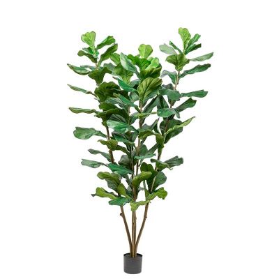 PLANTA DE HIGO PLANTA DE HIGO