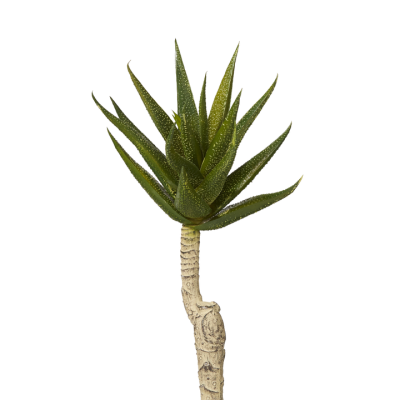 ALOE ALOE