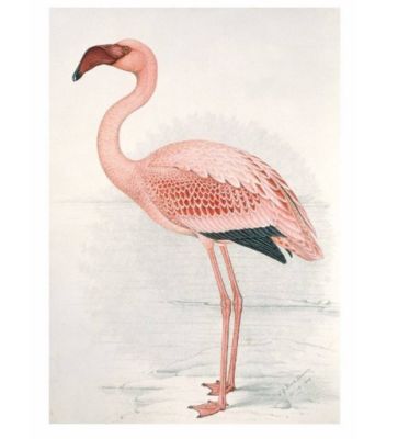 FLAMINGO FINCH-DAVIES L FLAMINGO FINCH-DAVIES L