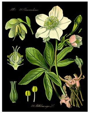 CANVAS FLORAL D CANVAS FLORAL D