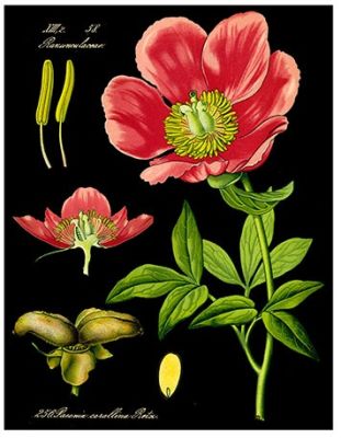 CANVAS FLORAL A CANVAS FLORAL A