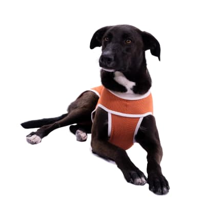 BODY COBRE TRADICIONAL T0 PESO 1.5 A 2.5KG