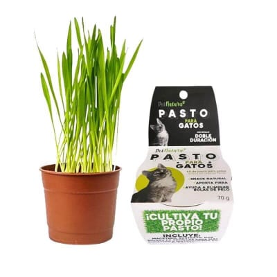 KIT DE PASTO PARA GATOS INCLUYE MACETERO+ SUSTRATO+ SEMILLAS