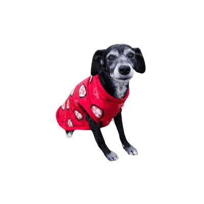 CAPA POLAR ANIMAL LIFE