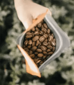 Cafe Brasil San Benedito Cafe Brasil San Benedito