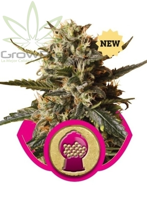 Semillas Royal Queen Bubblegum XL x31