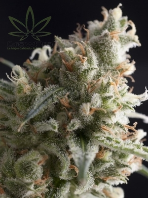 Semillas Pyramid Seeds Auto Lennon x11