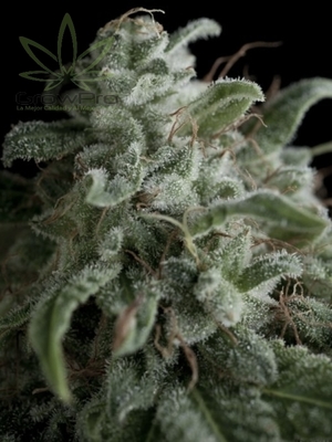 Semillas Pyramid Seeds Nefertiti x11