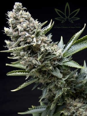 Semillas Pyramid Seeds Auto New york city x31