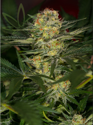 Semillas Sweet Seeds Jack 47 Fast Version x4