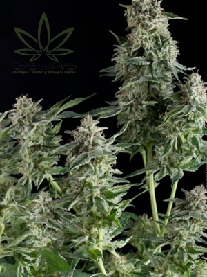 Semillas Pyramid Seeds Auto Northern light x31