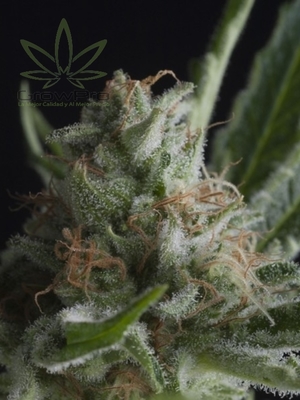 Semillas Pyramid Seeds Auto Shark x31