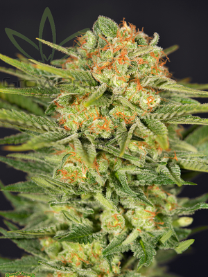 Semillas Sweet Seeds Auto Killer Kush x41