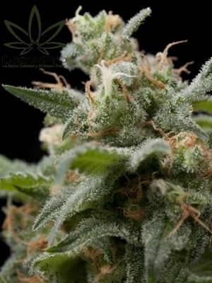 Semillas Pyramid Seeds Auto Super Hash x31