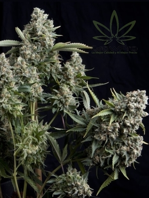 Semillas Pyramid Seeds Auto Tutankhamon x11