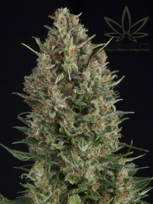 Semillas Pyramid Seeds Auto Wembley x31