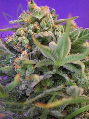 Semillas Sweet Seeds Cream Caramel x41