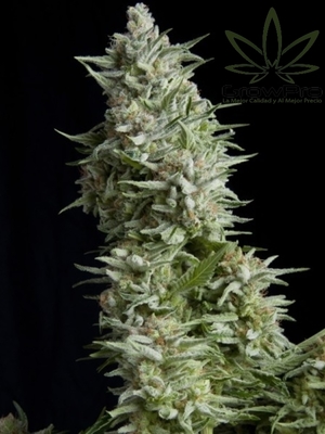 Semillas Pyramid Seeds Auto Alpujarreña x11