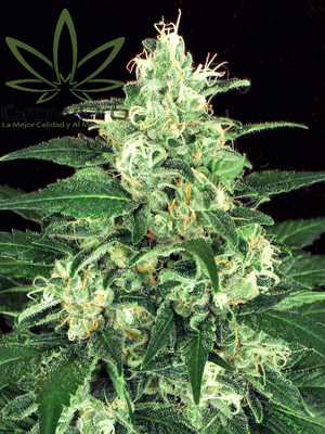 Semillas Exotic Seed Lemon Candy x31