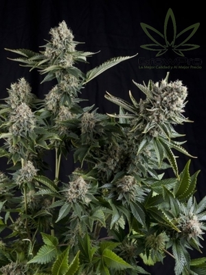 Semillas Pyramid Seeds White Widow x11