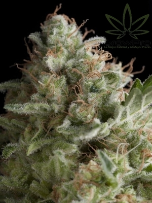 Semillas Pyramid Seeds Auto American Pie x11
