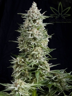 Semillas Pyramid Seeds Amnesia Gold x31