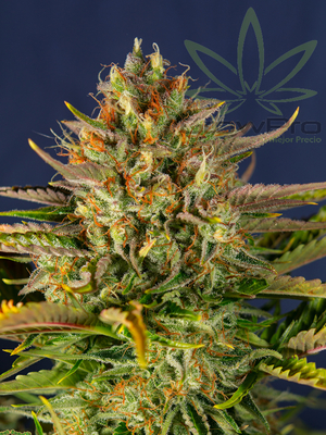 Semillas Sweet Seeds Auto Cream Mandarine XL x41