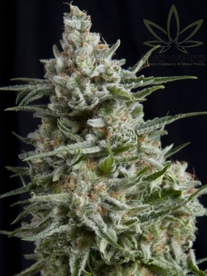Semillas Pyramid Seeds Auto Anesthesia x11