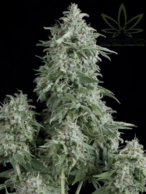 Semillas Pyramid Seeds Anubis x11