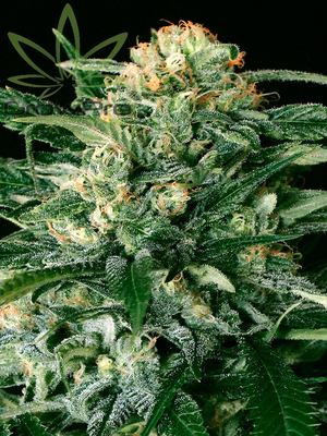 Semillas Exotic Seed Gipsy Widow x31