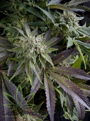 Semillas Pyramid Seeds Blue Pyramid x11