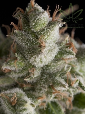 Semillas Pyramid Seeds Auto Fresh Candy x11