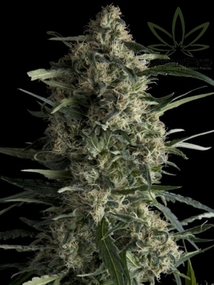 Semillas Pyramid Seeds Auto Galaxy x31