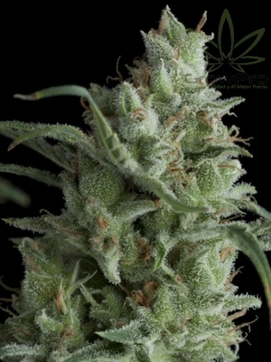 Semillas Pyramid Seeds Auto Kryptonite x11