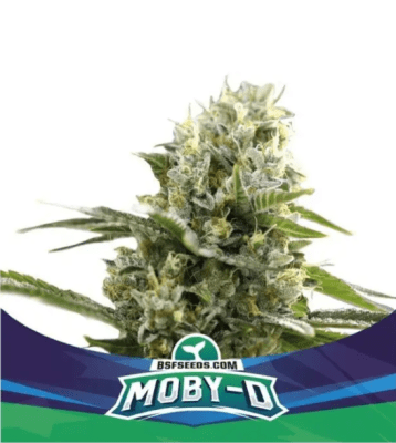 Semillas BSF Auto Moby -D XXL x121