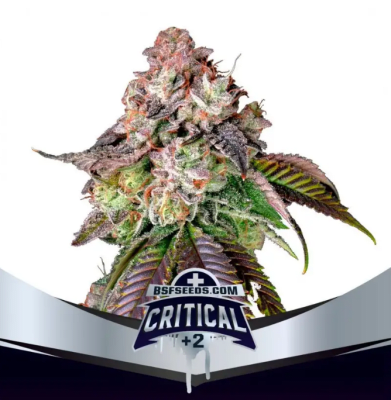 Semillas BSF Critical + x4