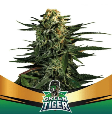 Semillas BSF Green Tiger x21