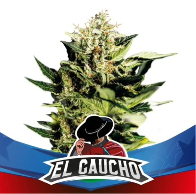 Semillas BSF El Gaucho x4 (Fast Version)1