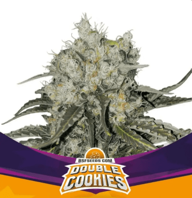 Semillas BSF Double Cookies x21