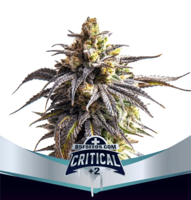 Semillas BSF Auto Critical + x4