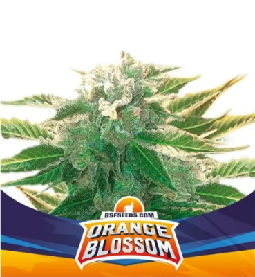 Semillas BSF Auto Orange Blossom x71