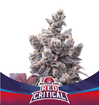 Semillas BSF Auto Red Critical x4