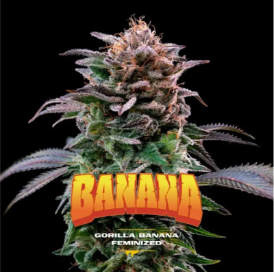 Semillas BSF Gorilla Banana x4