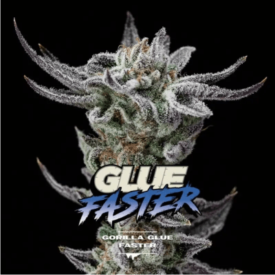 Semillas BSF Gorilla Glue x2 (Fast Version)