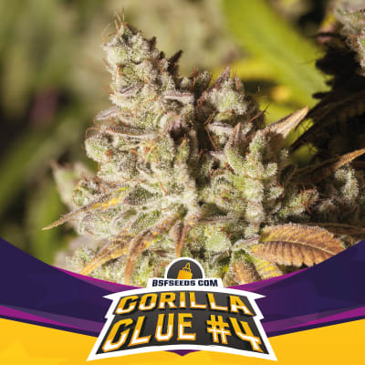 Semillas BSF Gorilla Glue #4 x41